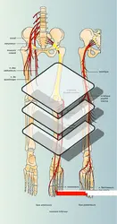 Innervation - crédits : Encyclopædia Universalis France