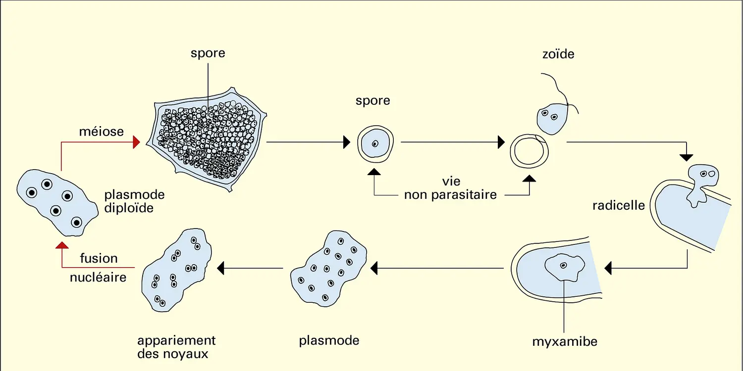 Plasmodiophora brassicae : développement