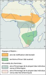 Afrique : migration de la Cigogne d'Abdim et de l'Hirondelle de cheminée - crédits : Encyclopædia Universalis France