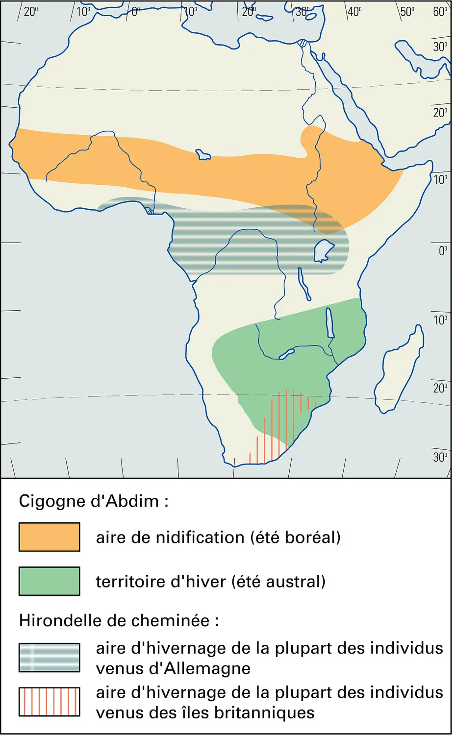Afrique : migration de la Cigogne d'Abdim et de l'Hirondelle de cheminée