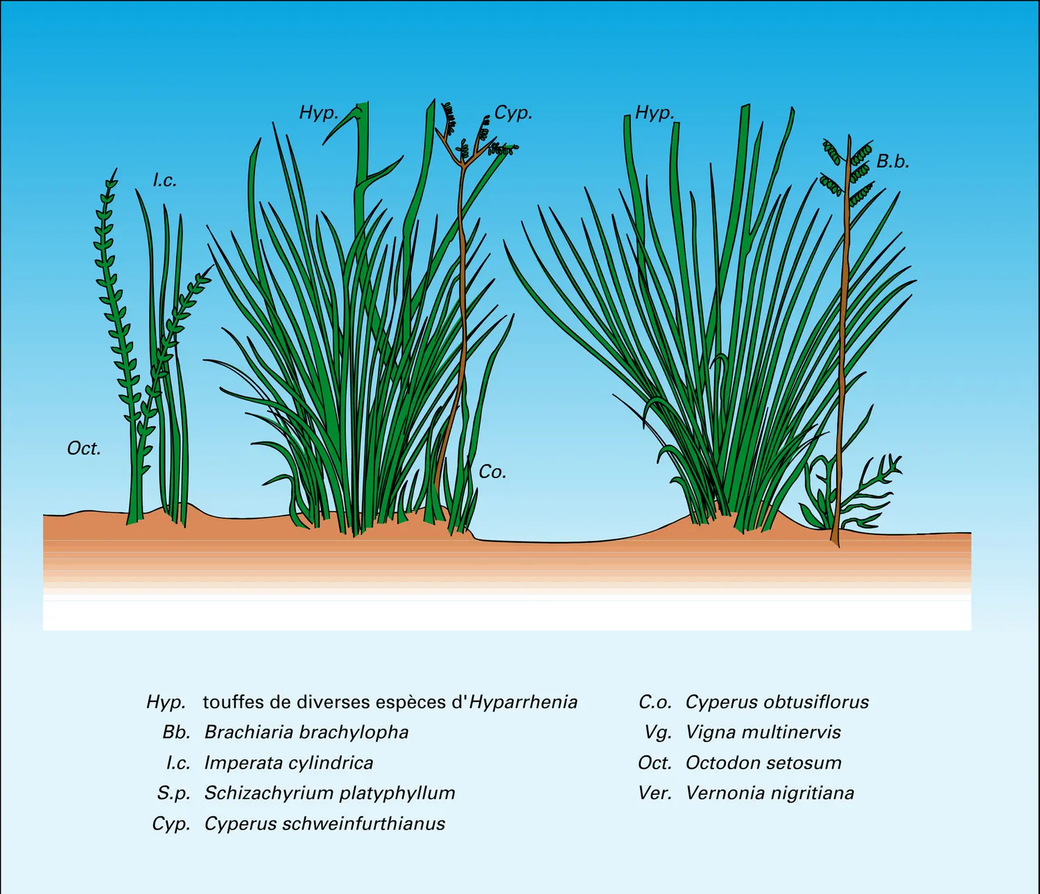 Strate herbacée d'une savane - vue 1