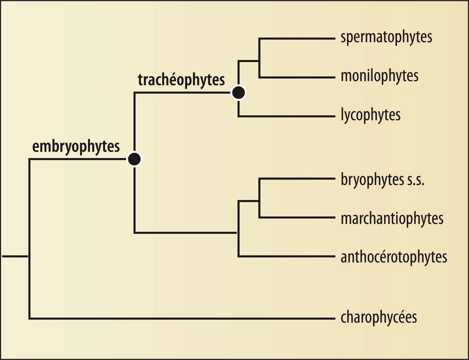 Phylogénie des Embryophytes