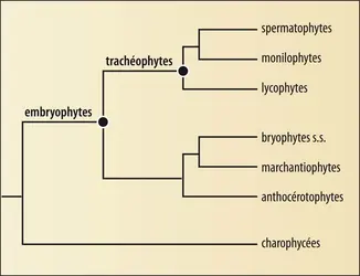 Phylogénie des Embryophytes - crédits : Encyclopædia Universalis France