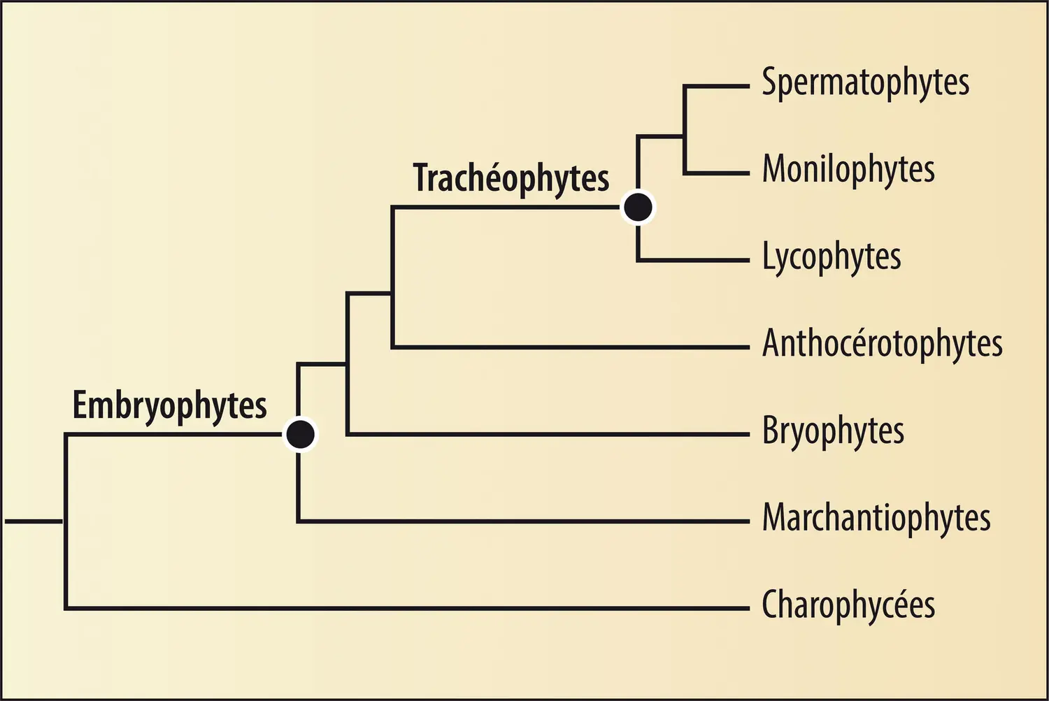 Phylogénie des Embryophytes