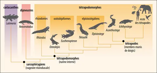 Place des tétrapodes au sein des sarcoptérygiens - crédits : Encyclopædia Universalis France