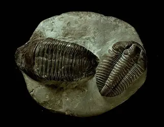 Trilobites - crédits : G. Nimatallah/ De Agostini/ Getty Images