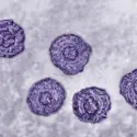Virus de l’hépatite C - crédits : BSIP/ Universal Images Group/ Getty Images