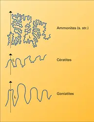 Types de suture - crédits : Encyclopædia Universalis France