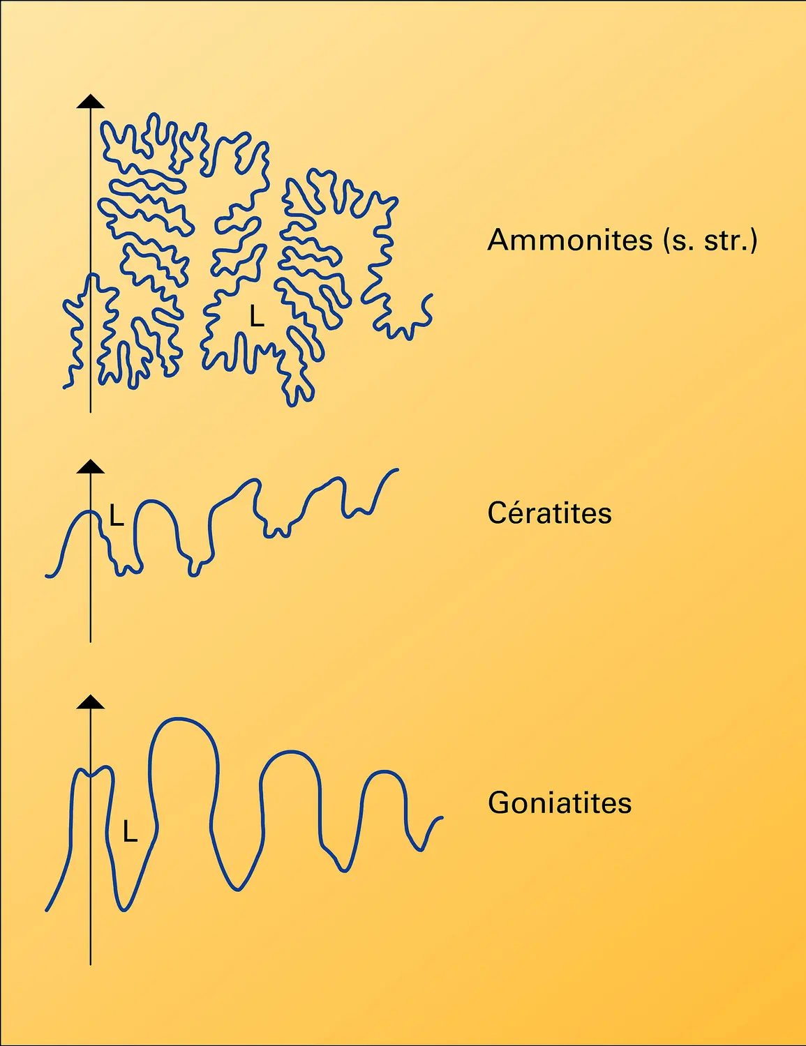 Types de suture