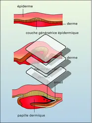 Écaille placoïde - crédits : Encyclopædia Universalis France