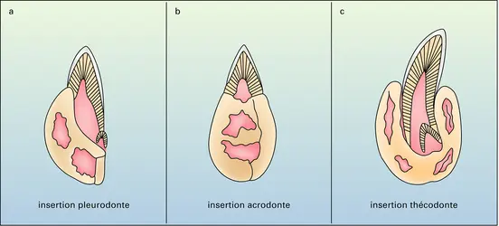 Insertion des dents des reptiles et mammifères - crédits : Encyclopædia Universalis France