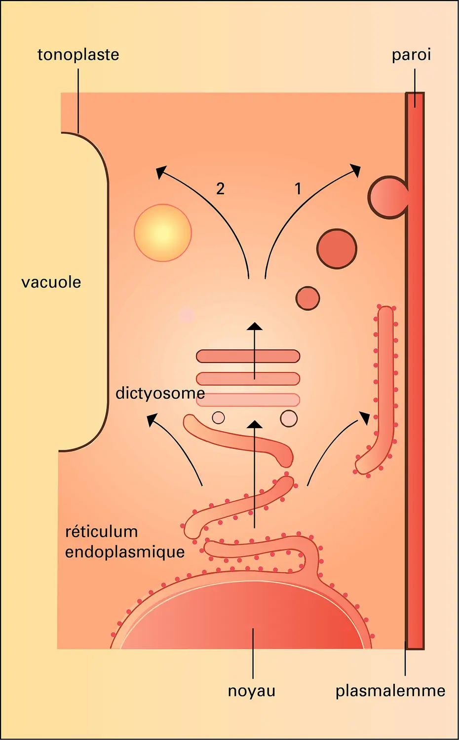 Différenciation membranaire et flux cytoplasmique