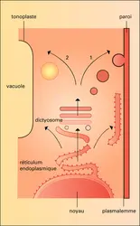 Différenciation membranaire et flux cytoplasmique - crédits : Encyclopædia Universalis France