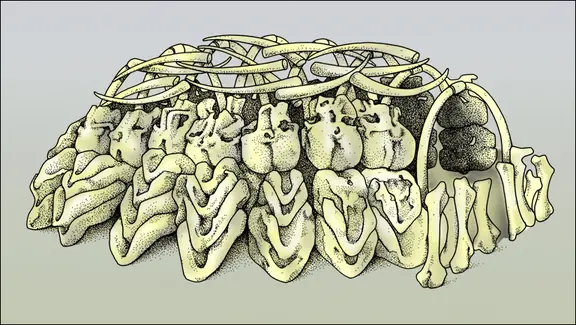 Mezhiritch : hutte en os et défenses de mammouth