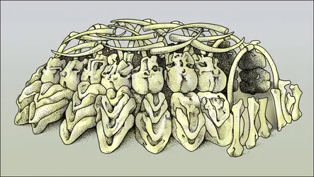 Mezhiritch : hutte en os et défenses de mammouth - crédits : Encyclopædia Universalis France