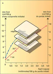 Déshydratation cellulaire - crédits : Encyclopædia Universalis France