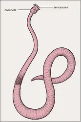 Sipunculien - crédits : Encyclopædia Universalis France