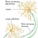 Structure générale d’un neurone - crédits :  Encyclopædia Britannica, Inc.