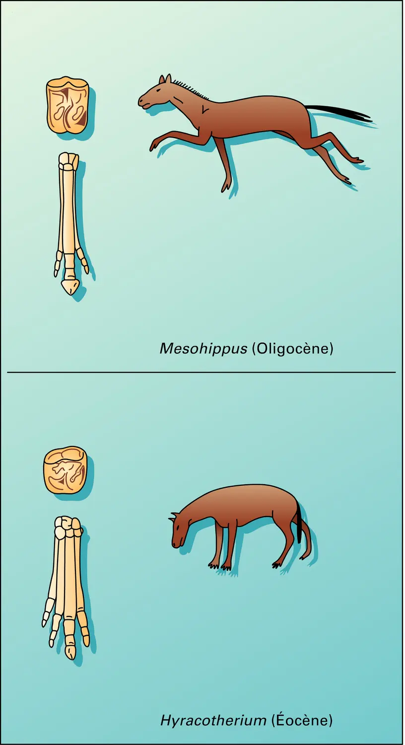 Équidés : orthogenèse - vue 2