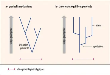 Gradualisme classique et théorie des équilibres ponctués - crédits : Encyclopædia Universalis France