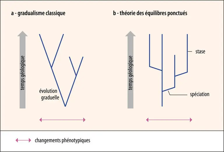 Gradualisme classique et théorie des équilibres ponctués