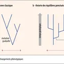 Gradualisme classique et théorie des équilibres ponctués - crédits : Encyclopædia Universalis France