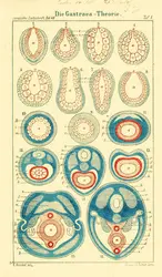 Théorie de la Gastraea - crédits : Harvard University, Museum of Comparative Zoology, Ernst Mayr Library/ courtesy of Biodiversity Heritage Library