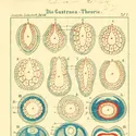 Théorie de la Gastraea - crédits : Harvard University, Museum of Comparative Zoology, Ernst Mayr Library/ courtesy of Biodiversity Heritage Library