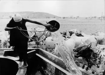 Peul - crédits : Gartung/ Hulton Archive/ Getty Images