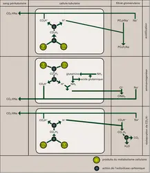 Acido-basique (équilibre) - crédits : Encyclopædia Universalis France