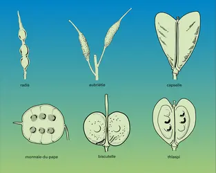 Siliques et silicules - crédits : Encyclopædia Universalis France