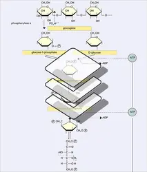 Glycolyse - crédits : Encyclopædia Universalis France