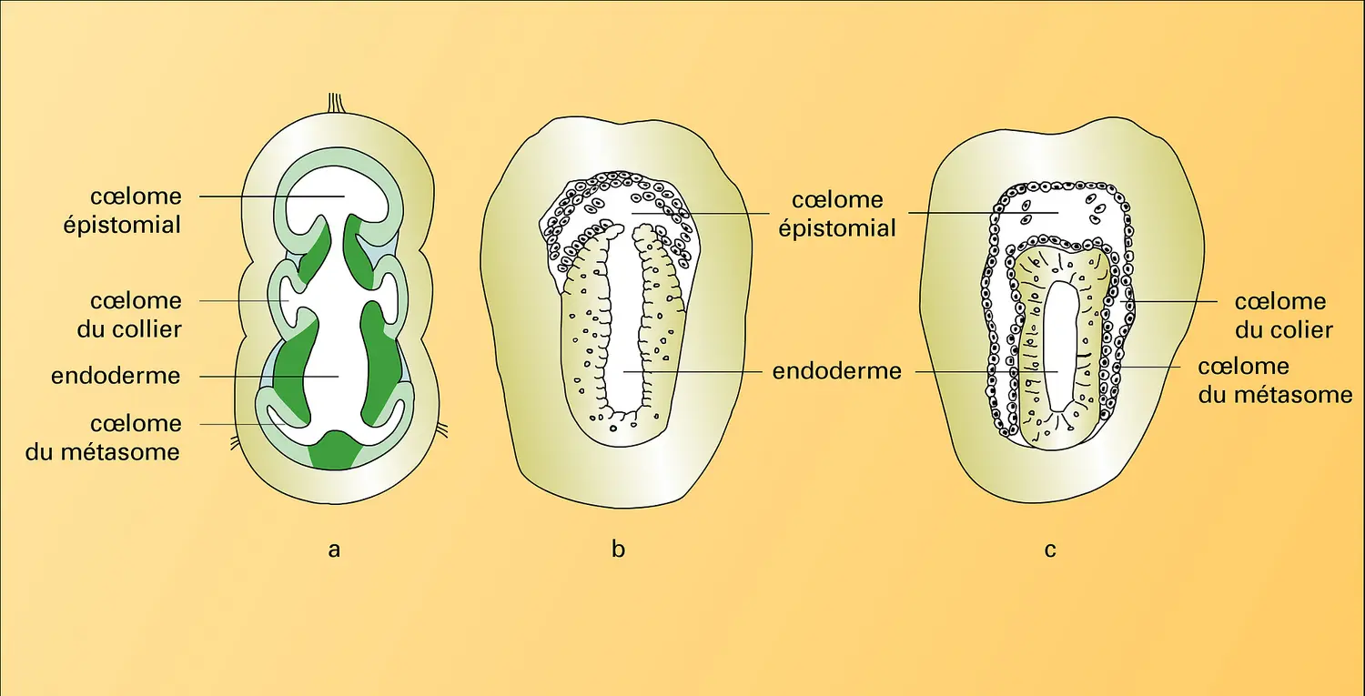 Formation des cavités cœlomes chez Saccoglossus