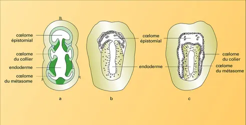 Formation des cavités cœlomes chez Saccoglossus - crédits : Encyclopædia Universalis France