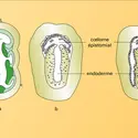 Formation des cavités cœlomes chez Saccoglossus - crédits : Encyclopædia Universalis France