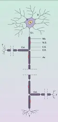 Neurone - crédits : Encyclopædia Universalis France