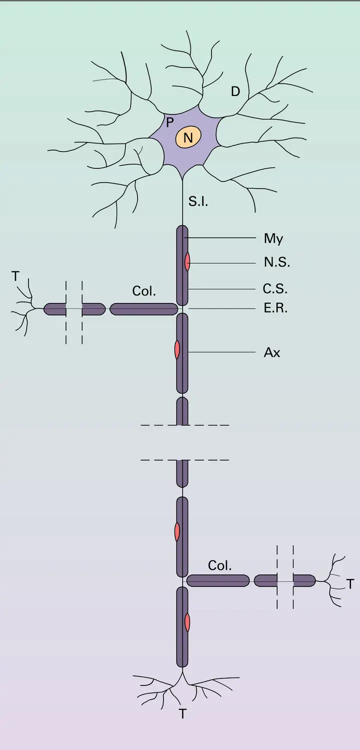 Neurone