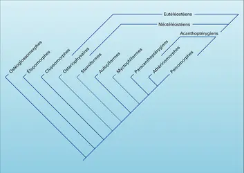 Téléostéens : cladogramme - crédits : Encyclopædia Universalis France