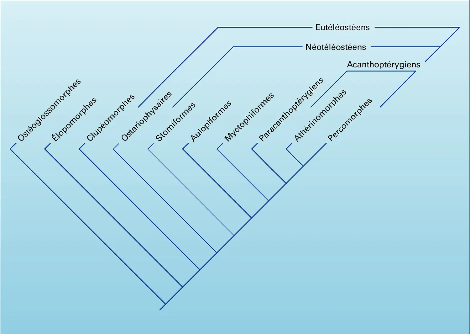 Téléostéens : cladogramme