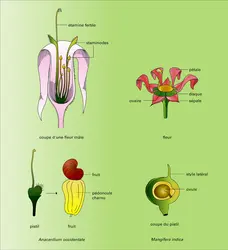 Anacardiacées : fleurs réduites - crédits : Encyclopædia Universalis France