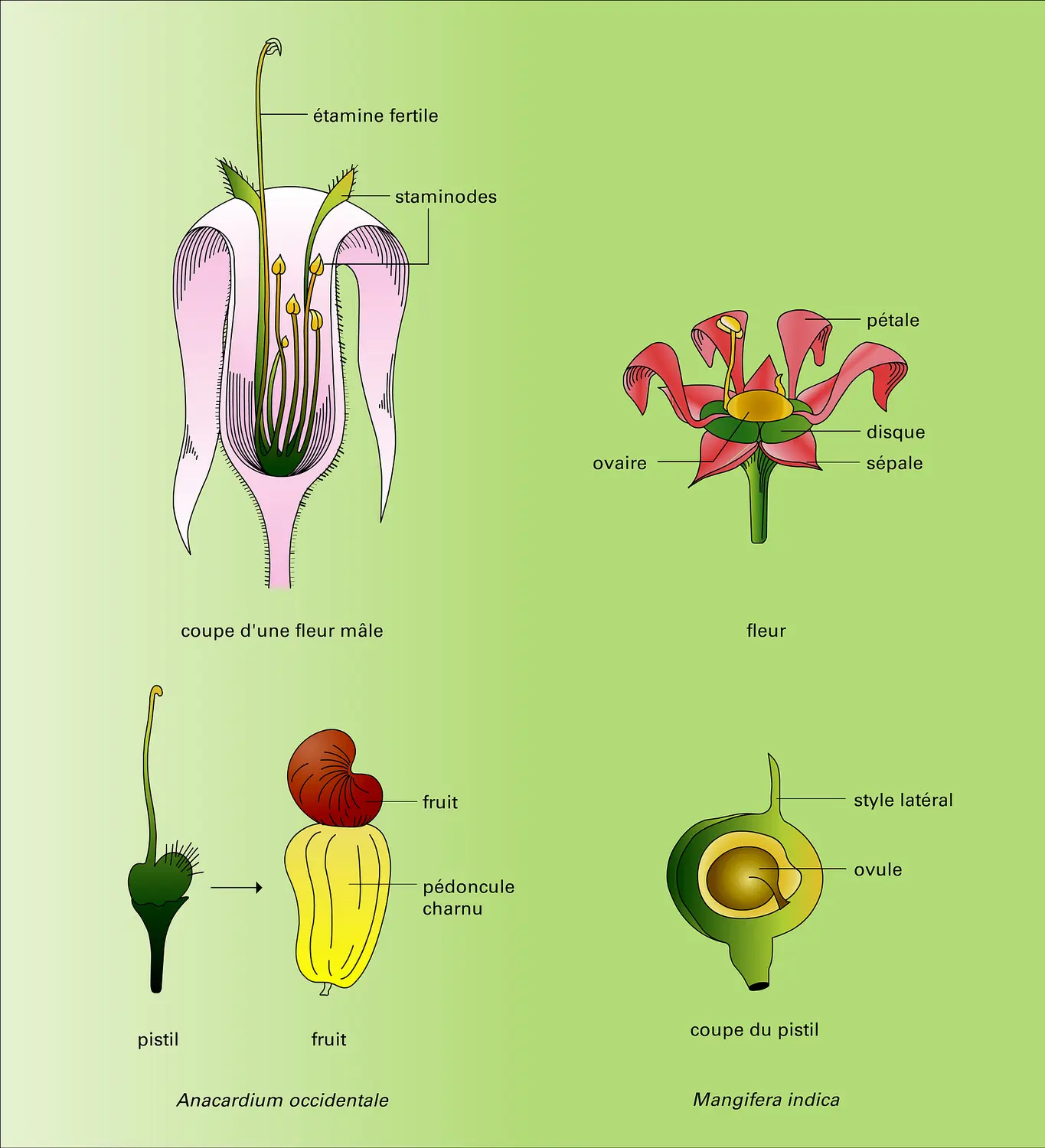 Anacardiacées : fleurs réduites