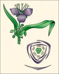 Tradescantie (<it>Tradescantia virginica</it>) - crédits : Encyclopædia Universalis France