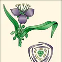 Tradescantie (<it>Tradescantia virginica</it>) - crédits : Encyclopædia Universalis France