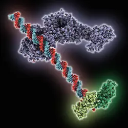 Interactions protéines-ADN - crédits : Laguna Design/ Science Photo Library 