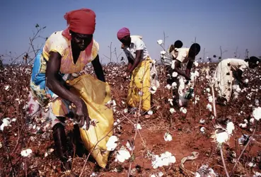 Récolte du coton au Zimbabwe - crédits : Ian Murphy/ The Image Bank/ Getty Images