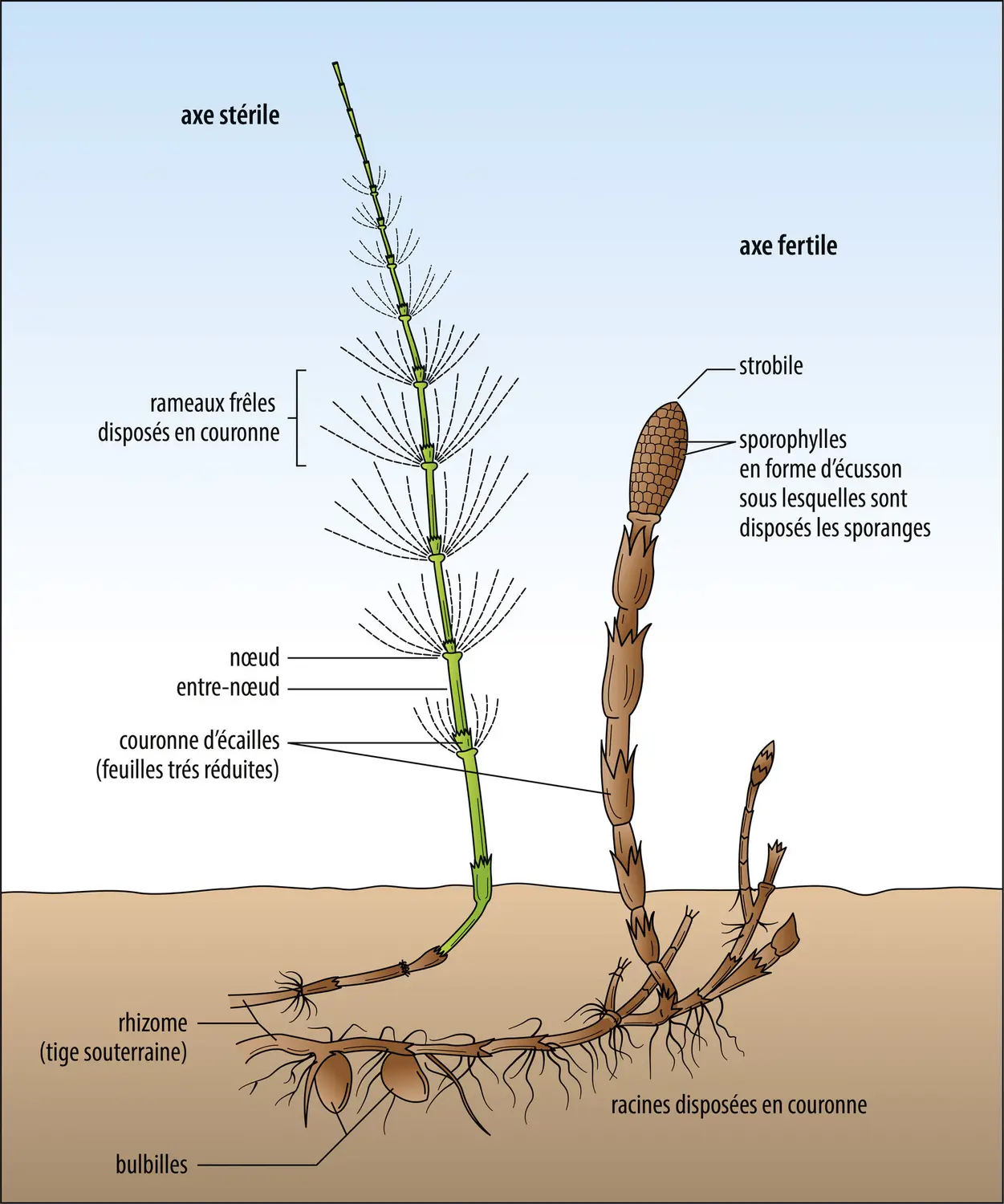 Morphologie d’une prêle