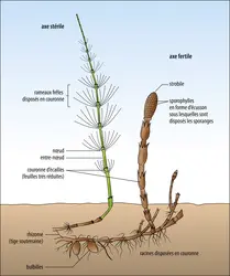 Morphologie d’une prêle - crédits : Encyclopædia Universalis France