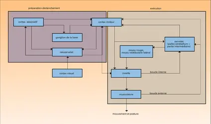 Préparation et exécution du mouvement volontaire - crédits : Encyclopædia Universalis France