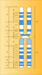 Chromosome humain numéro 1 - crédits : Encyclopædia Universalis France
