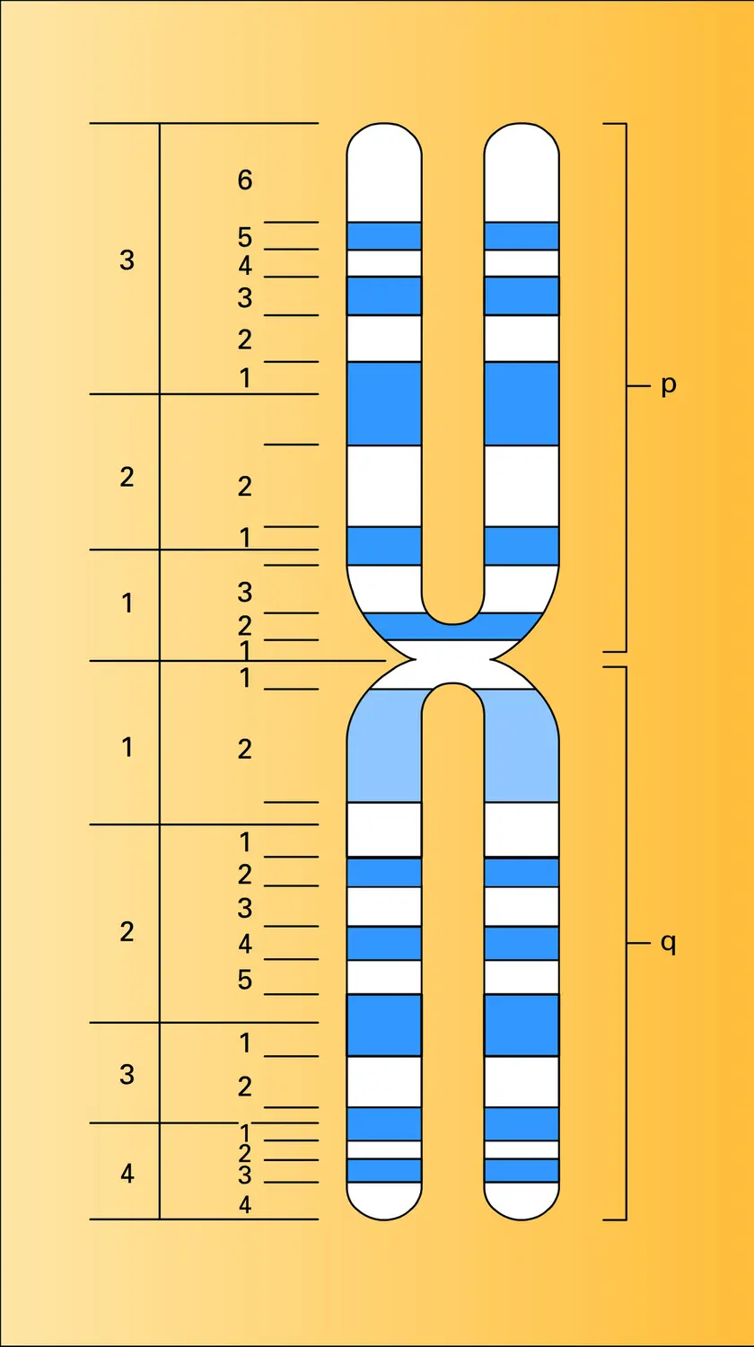 Chromosome humain numéro 1